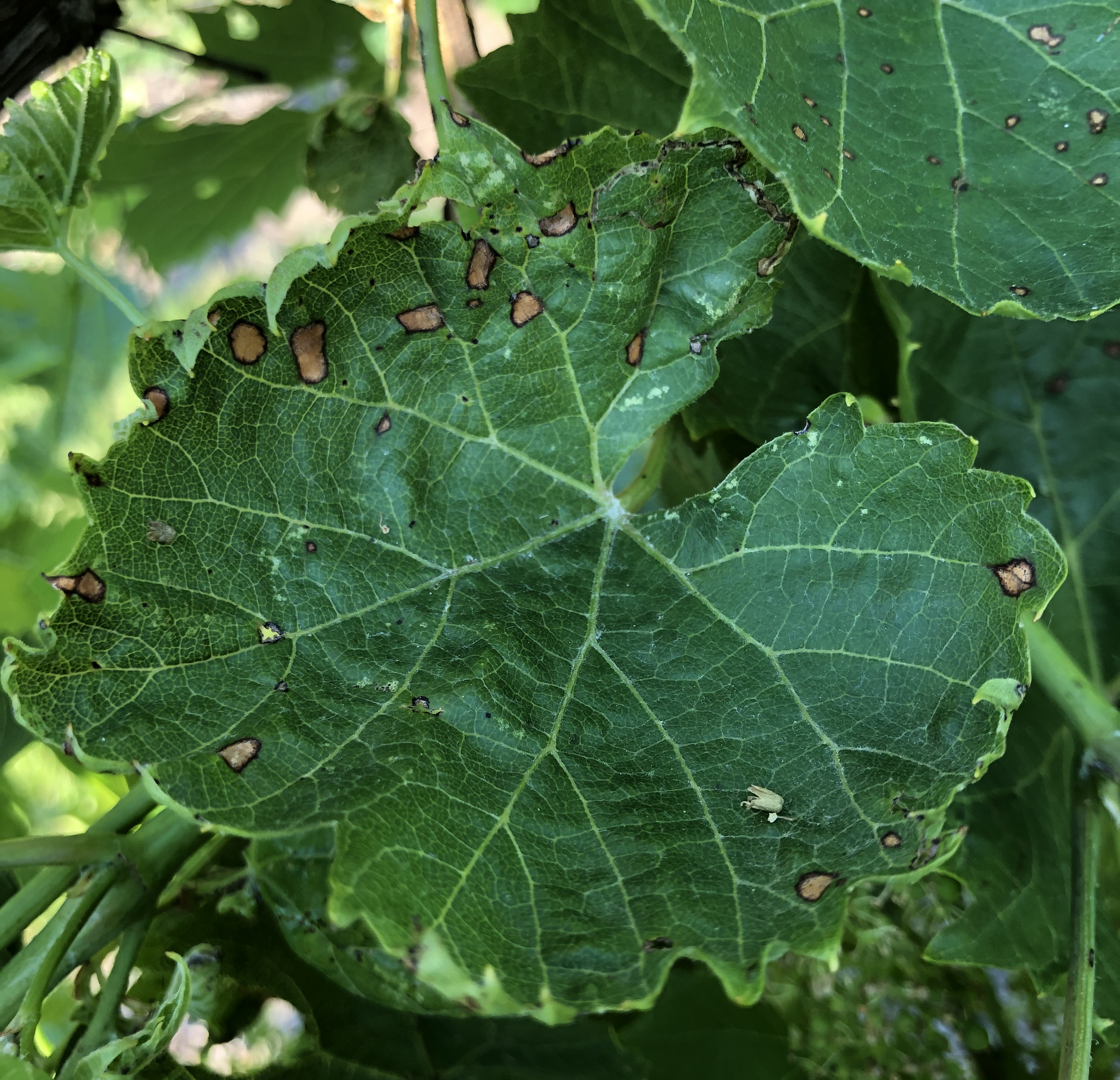 Foliar symptoms of black rot 